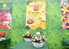 Leonardo is ook een van de hoogtepunten bij Lazzeri. Het is nu een volledige familie van 19 kleuren en hebben ook de mogelijkheid om combo's te maken met hen.